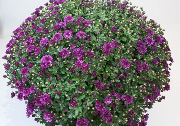 Chrysanthemum multiflora Bransmart Purple