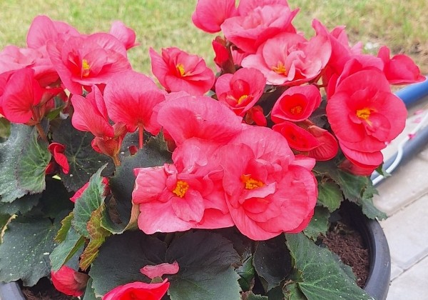Begonia Sunny Side Up kolekcija Sunny Pink