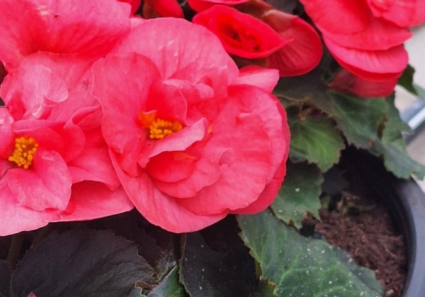Begonia Sunny Side Up kolekcija Sunny Pink