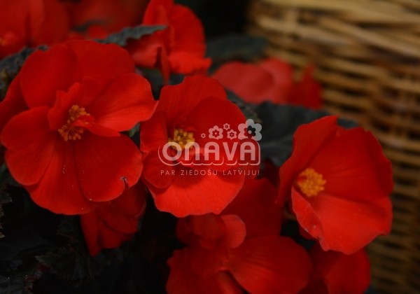 Begonia Florencio kolekcija Florencio Red