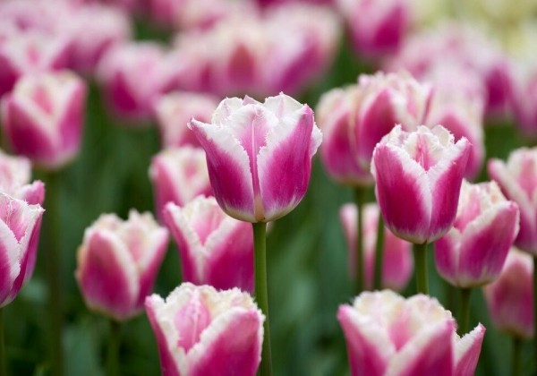 Tulipa, bārkstaina Siesta 11/12