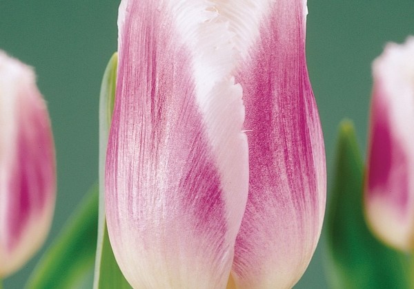 Tulipa, bārkstaina Siesta 11/12
