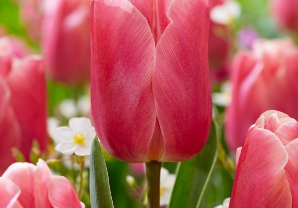 Tulipa, triumfa Pink Jimmy 11/12