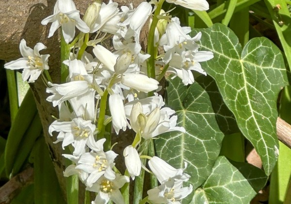 Hyacinthoides hispanica White Triumphator 7/8