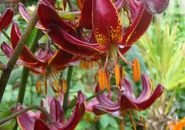 Lilium MA Claude Shride 10/12