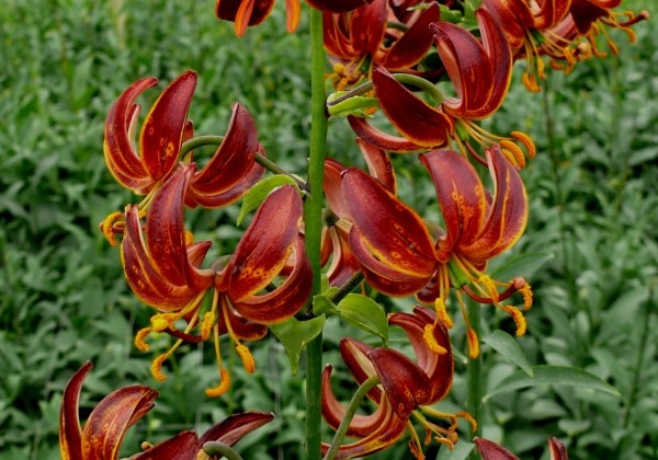 Lilium MA Arabian Knight