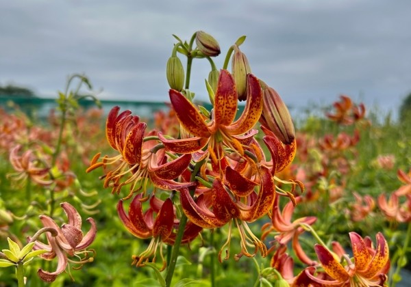 Lilium MA Arabian Knight