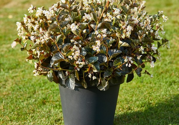 Begonia interspecific Sensation White