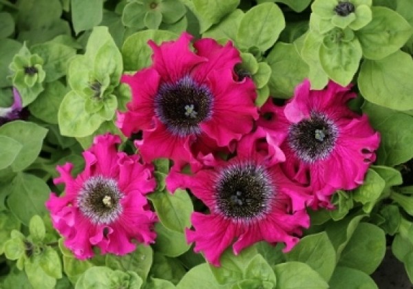 Petunia hybrida Wine Red