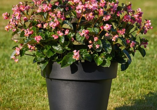 Begonia interspecific Sensation Pink