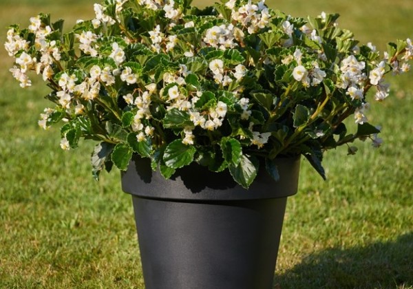 Begonia interspecific Sensation White F1