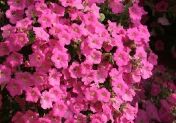Petunia hybrida Velvet Rosy
