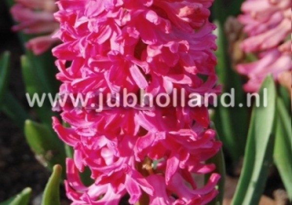 Hyacinthus orientalis Jan Bos 17/18