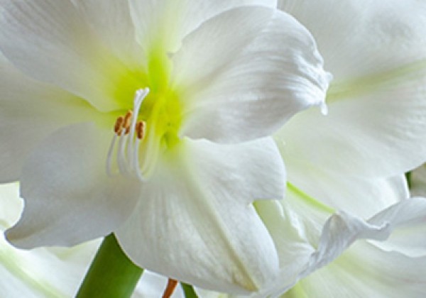 Amaryllis White 32/34