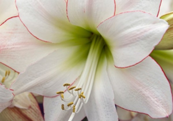 Amaryllis White, red edge 32/34