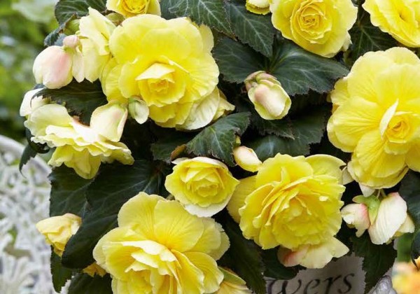 Solanum tuberosum Potato Bags 28/35 (stends + 96 pakas)