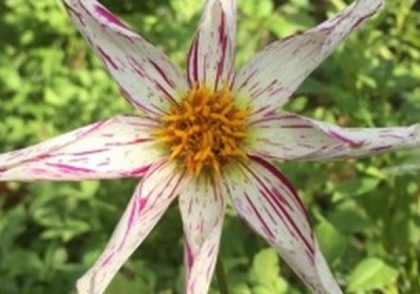 Dahlia hortensis Destiny's Teachers
