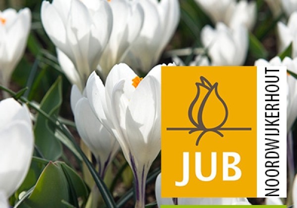 Crocus vernus Jeanne d'Arc (BIO) 7/8
