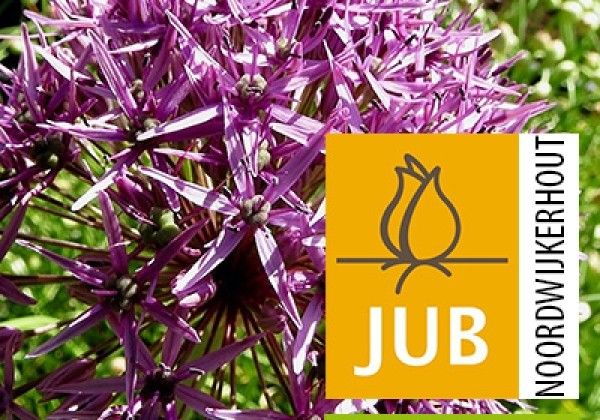 Allium Violet Beauty (BIO) 10/12