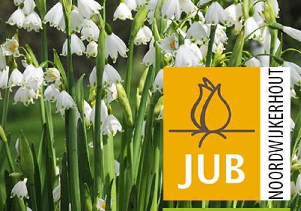 Leucojum aestivum Gravetye Giant (BIO) 10/12