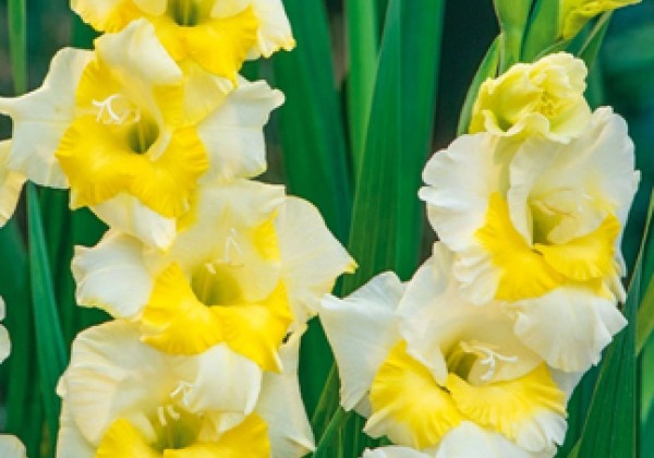 Gladiolus Buggy 12/14