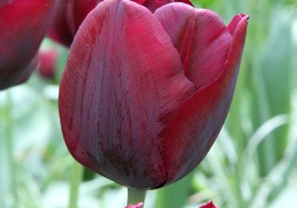 Tulipa, triumfa Ronaldo  11/12