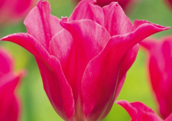 Tulipa, lilijziedu Pretty Love  11/12