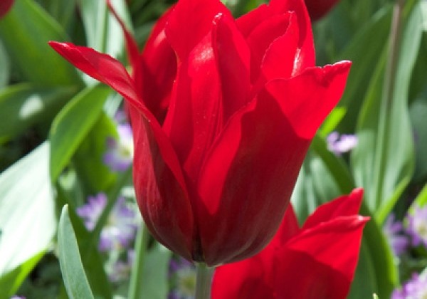 Tulipa, lilijziedu Pretty Woman  11/12