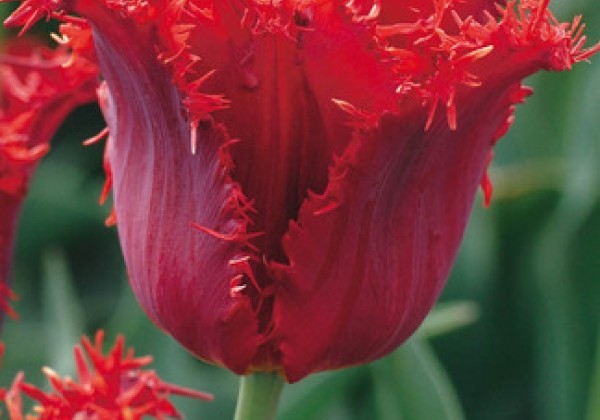 Tulipa, bārkstaina Calibra  11/12