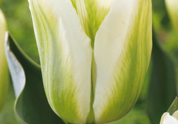 Tulipa, zaļziedu Green Spirit 11/12