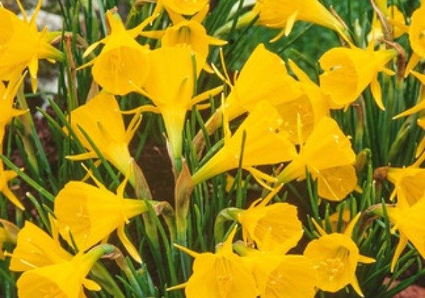 Narcissus, botāniskā Golden Bells 6/8