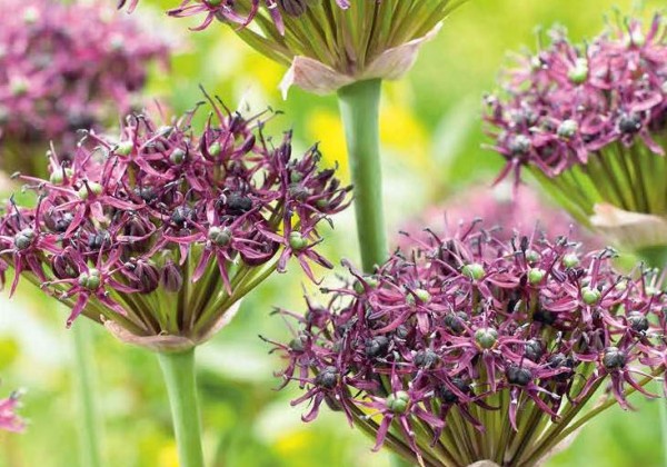 Allium atropurpureum 10/+