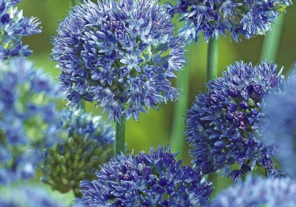Allium caeruleum 4/5