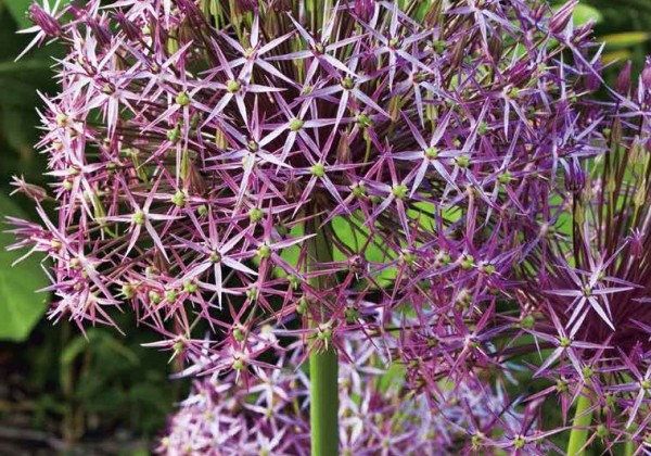 Allium christophii 12/14