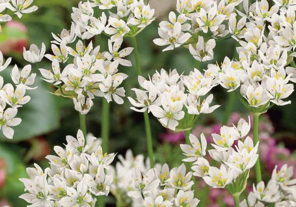 Allium neapolitanum 4/+
