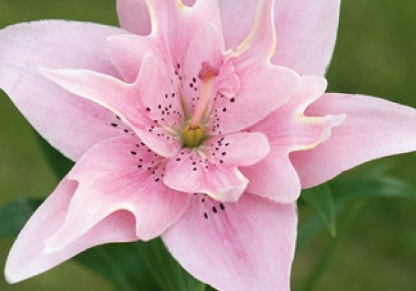 Lilium AZ  Elodie 14/16