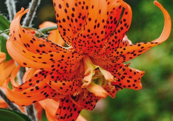 Lilium AZ Flore Pleno 14/16