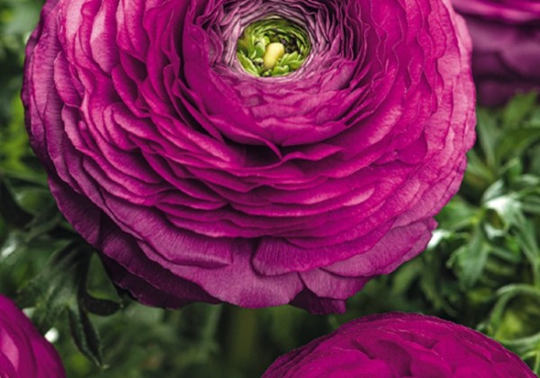 Ranunculus asiaticus Purple 6/7