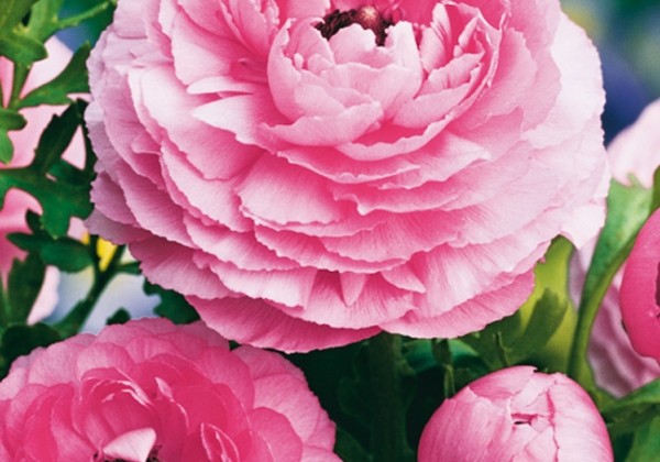 Ranunculus asiaticus Pink 6/7