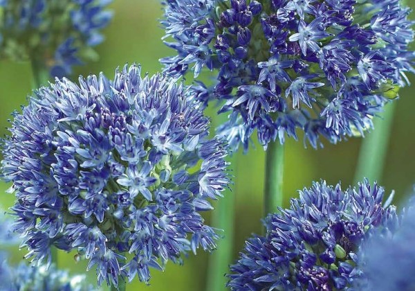 Allium caeruleum 4/5
