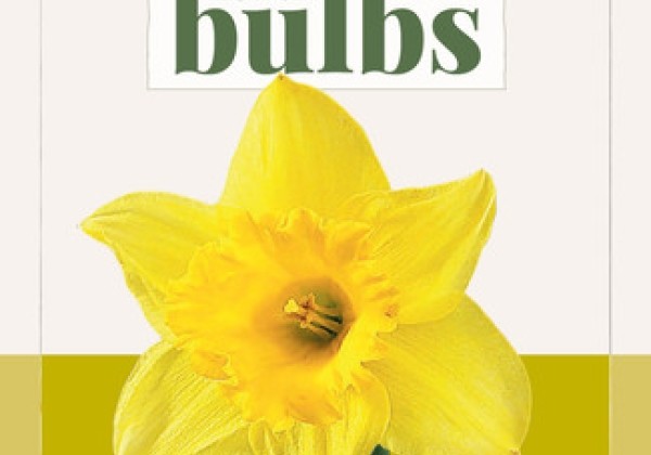 Narcissus, trompešu Rijnvelds Early Sensation (BIO) 10/12