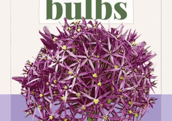 Allium christophii (BIO) 10/12
