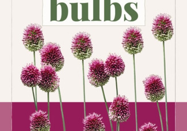 Allium sphaerocephalon (BIO) 5/6