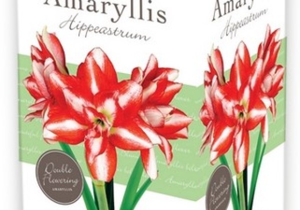 Amaryllis Double Red-White (dāvanu kastītē) 28/30