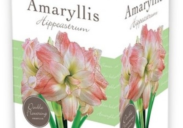 Amaryllis Double Pink-White (dāvanu kastītē) 28/30