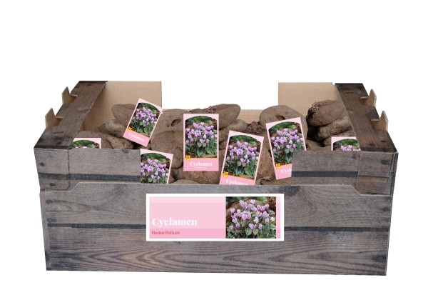 Cyclamen hederifolium 35/ + (kastē ar etiķetēm)