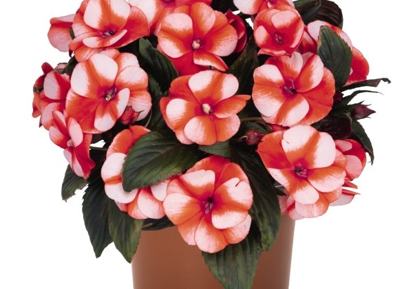 Impatiens Neu-Guinea Petticoat Orange Star