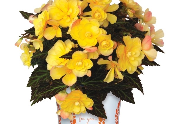 Begonia hybrida I'CONIA Bacio Yellow