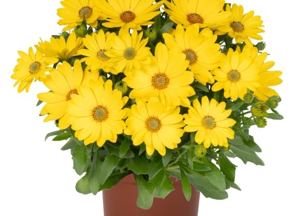 Osteospermum ecklonis Margarita Golden Yellow 2027