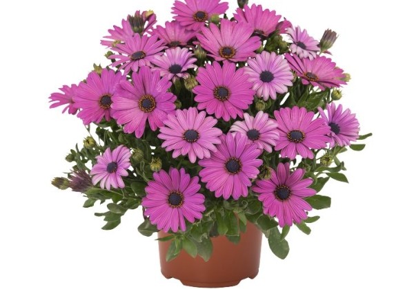 Osteospermum ecklonis Margarita Plus Lilac